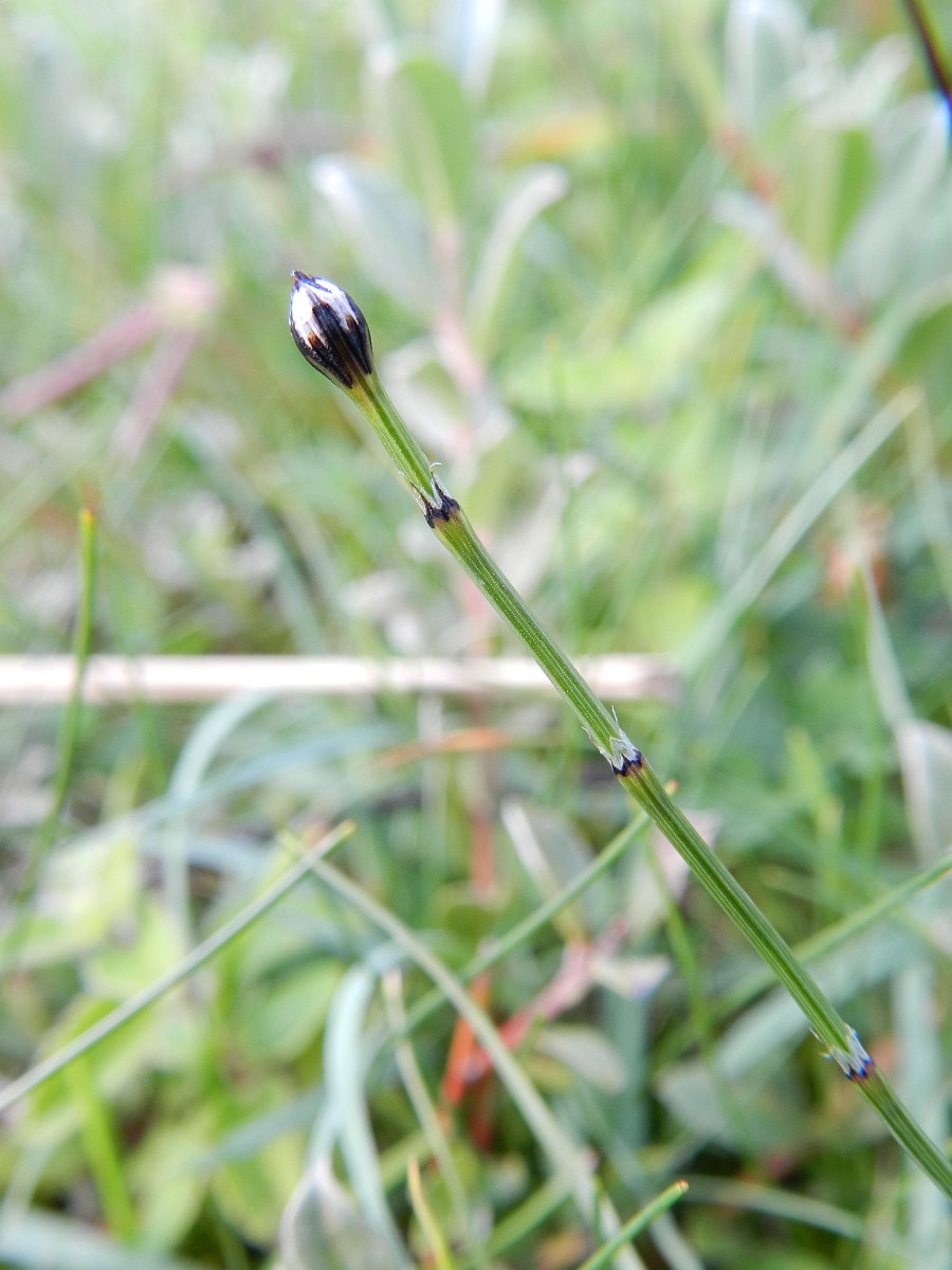 Equisetum variegatum